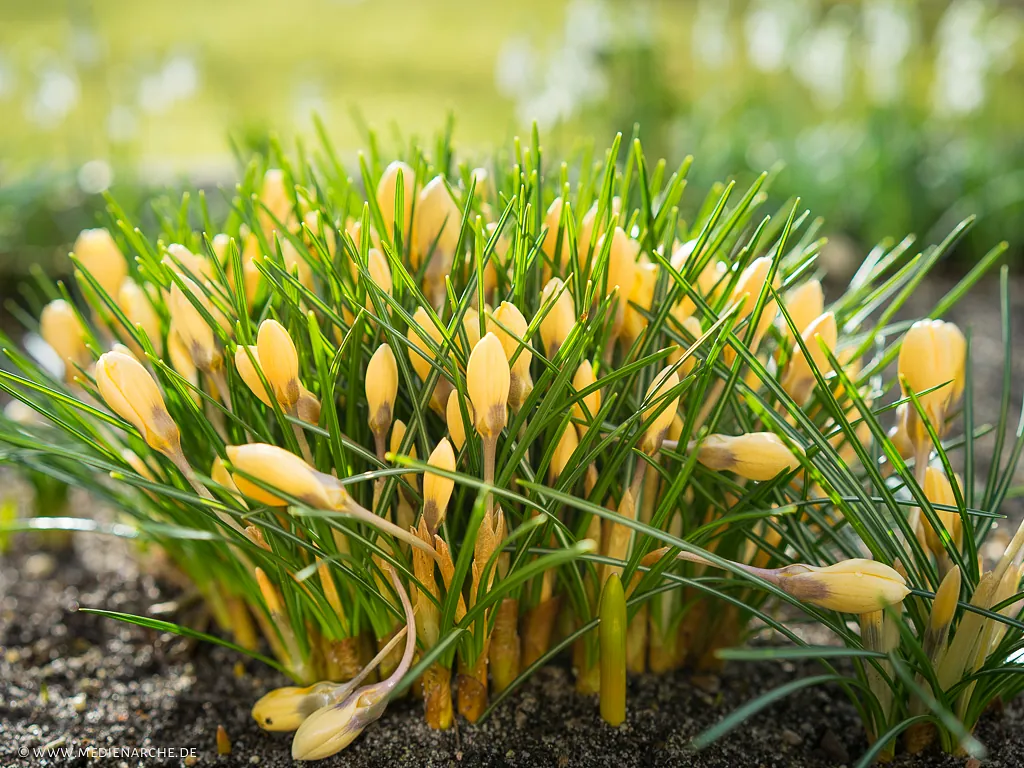 Foto: gelbe Krokusse