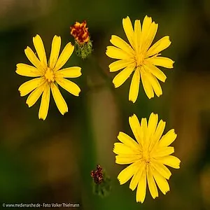 Foto: drei sonnenartige Blümchen