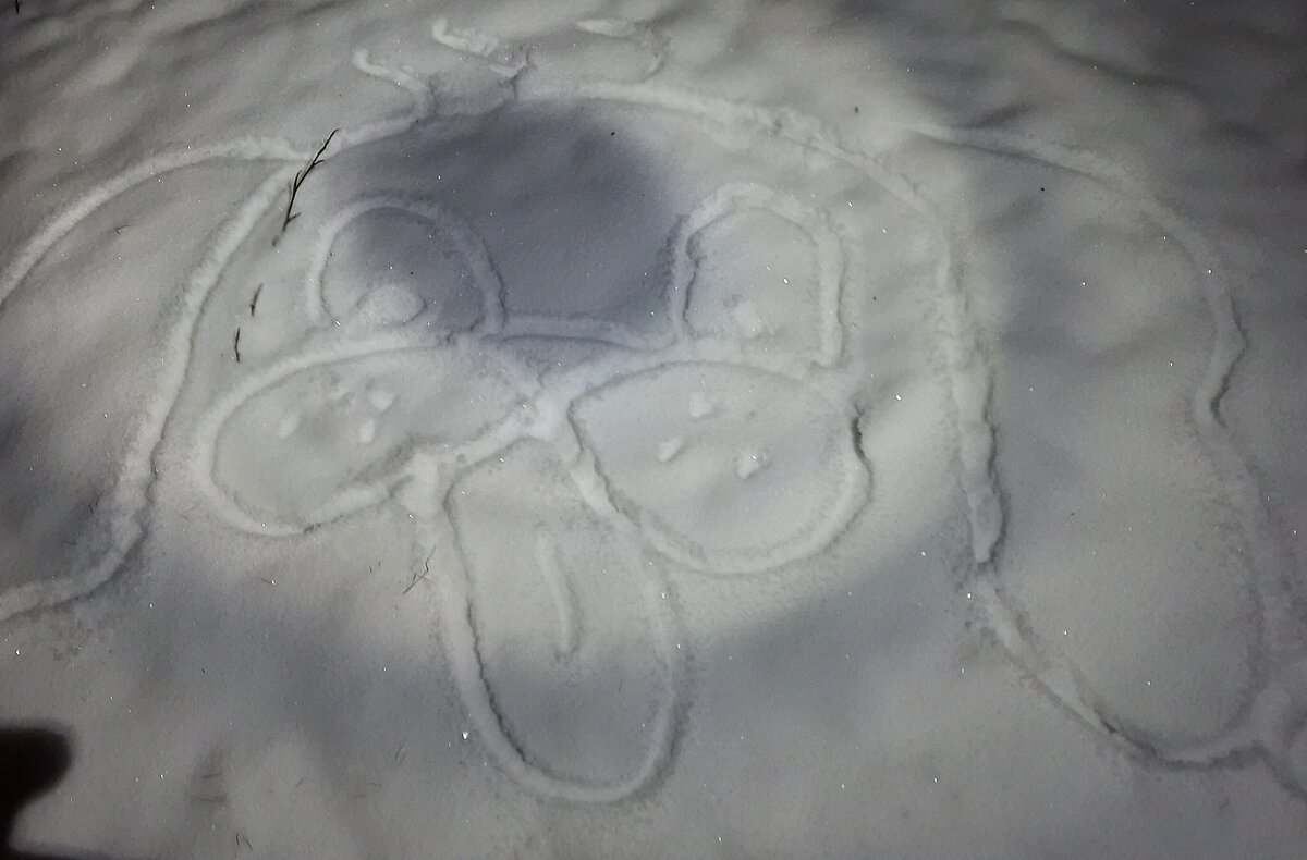 Foto: Hund im Schnee