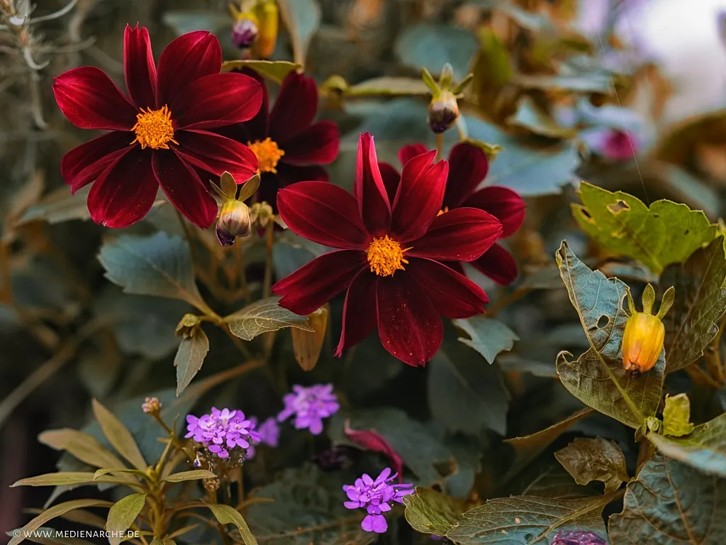 Foto: kleine bunte Blumen im grünen Blattwerk