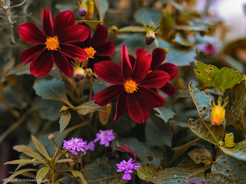 Foto: kleine bunte Blumen im grünen Blattwerk